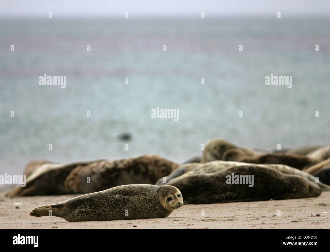 Sonnecchia le foche grigie (Halichoerus grypus) mostrato sulla spiaggia di Helgoland, Germania, 01 aprile 2006. Le foche grigie sono più grandi rispetto ai loro parenti le guarnizioni comune e di solito dare nascita a Dicembre. Nel mare del Nord le foche grigie prevalentemente abitano le dune di Helgoland. Foto: Ingo Wagner Foto Stock
