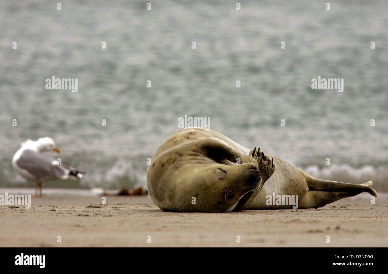 Una spianatura guarnizione grigio (Halichoerus grypus) mostrato sulla spiaggia di Helgoland, Germania, 01 aprile 2006. Le foche grigie sono più grandi rispetto ai loro parenti le guarnizioni comune e di solito dare nascita a Dicembre. Nel mare del Nord le foche grigie prevalentemente abitano le dune di Helgoland. Foto: Ingo Wagner Foto Stock