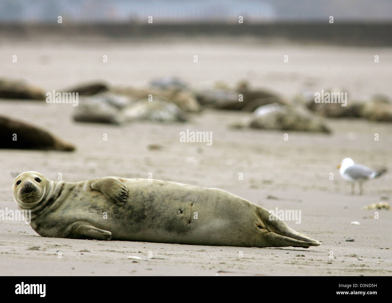 Una spianatura guarnizione grigio (Halichoerus grypus) mostrato sulla spiaggia di Helgoland, Germania, 01 aprile 2006. Le foche grigie sono più grandi rispetto ai loro parenti le guarnizioni comune e di solito dare nascita a Dicembre. Nel mare del Nord le foche grigie prevalentemente abitano le dune di Helgoland. Foto: Ingo Wagner Foto Stock