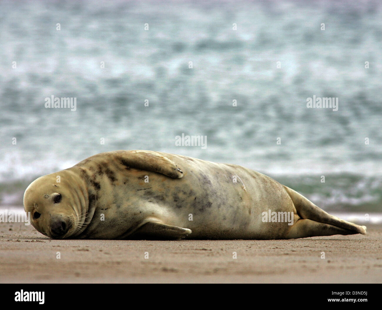 Una spianatura guarnizione grigio (Halichoerus grypus) mostrato sulla spiaggia di Helgoland, Germania, 01 aprile 2006. Le foche grigie sono più grandi rispetto ai loro parenti le guarnizioni comune e di solito dare nascita a Dicembre. Nel mare del Nord le foche grigie prevalentemente abitano le dune di Helgoland. Foto: Ingo Wagner Foto Stock