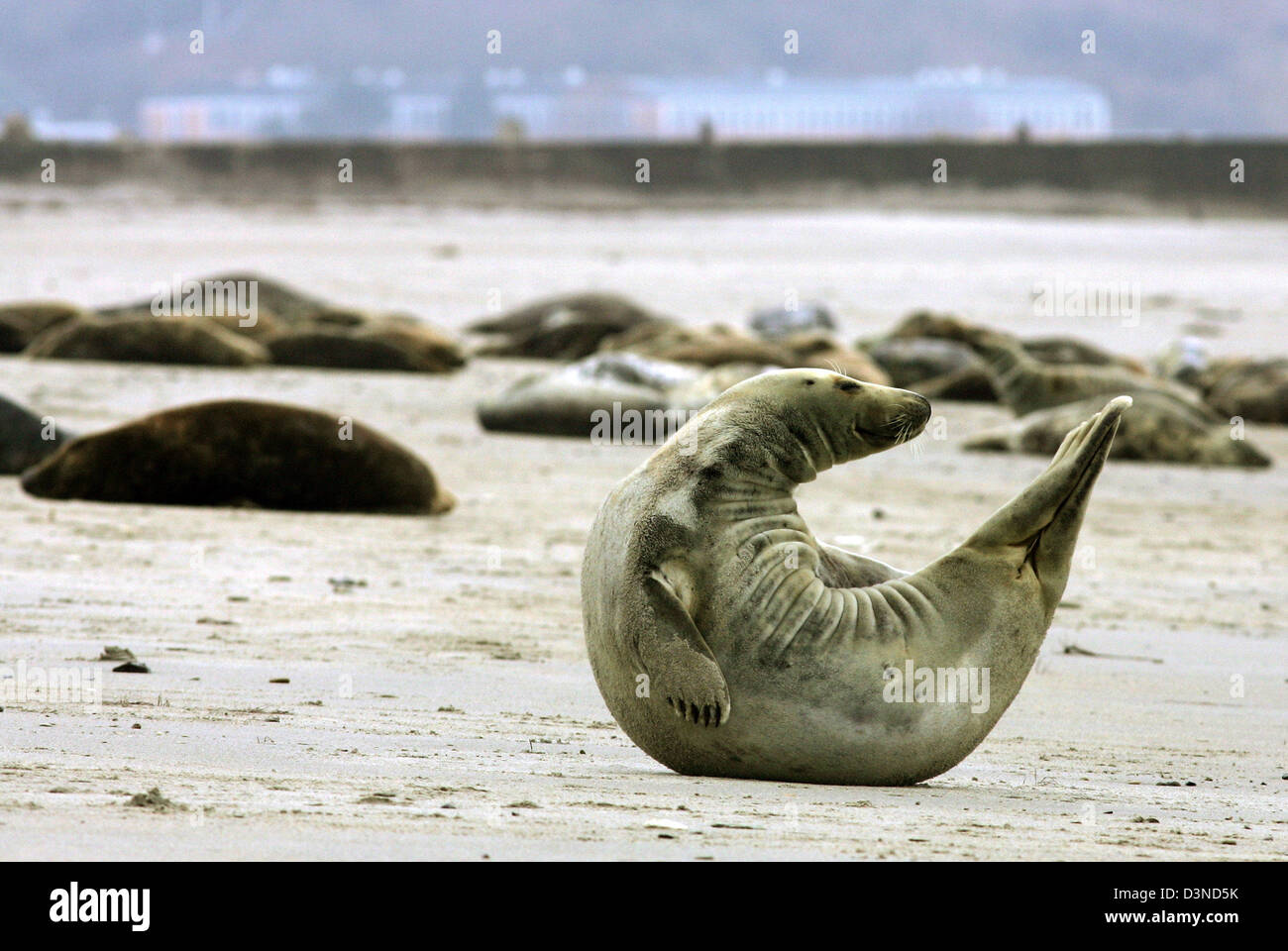 Una spianatura guarnizione grigio (Halichoerus grypus) colpi di scena e si estende il suo corpo sulla spiaggia di Helgoland, Germania, 01 aprile 2006. Le foche grigie sono più grandi rispetto ai loro parenti le guarnizioni comune e di solito dare nascita a Dicembre. Nel mare del Nord le foche grigie prevalentemente abitano le dune di Helgoland. Foto: Ingo Wagner Foto Stock