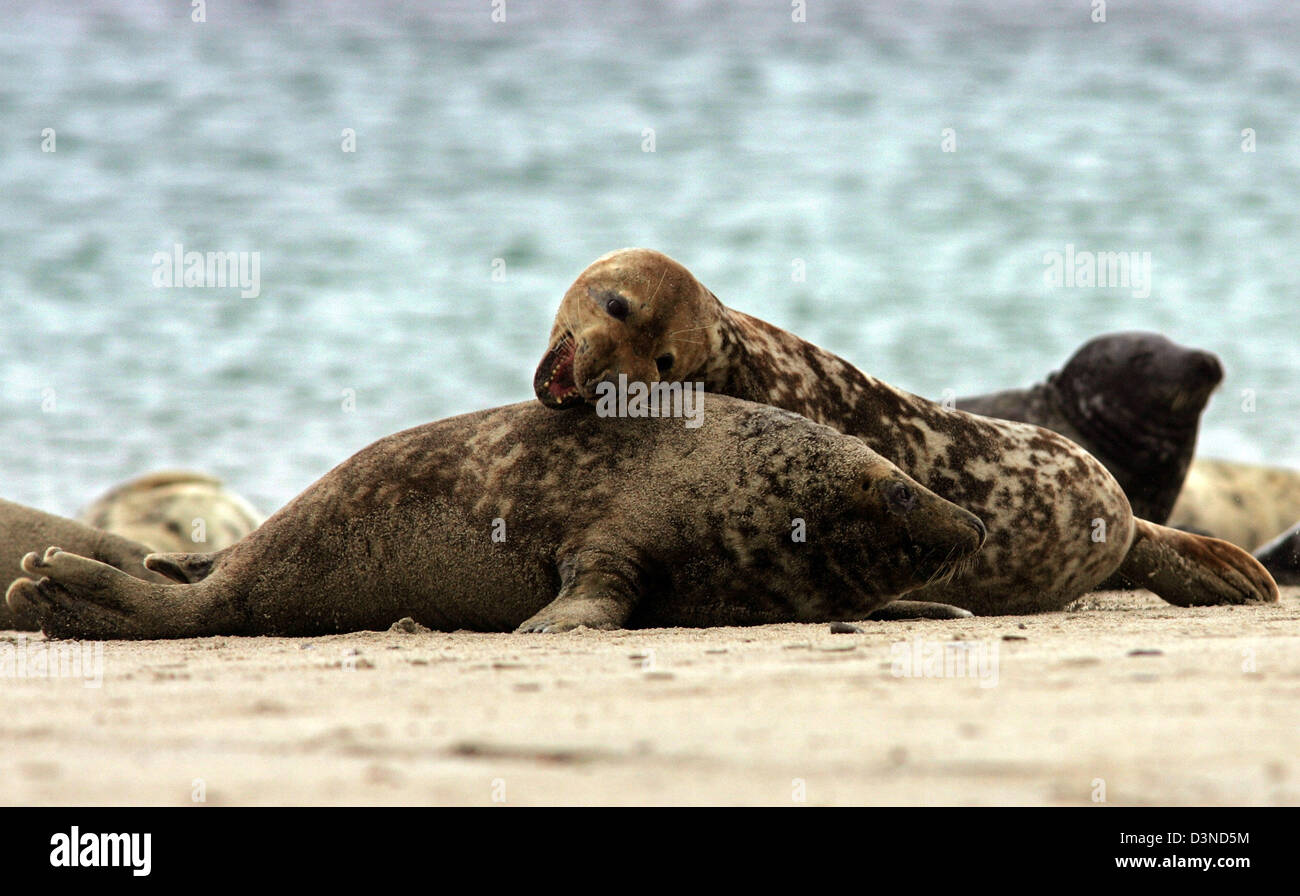 Play-lotta contro la guarnizione grigio (Halichoerus grypus) mostrato sulla spiaggia di Helgoland, Germania, 01 aprile 2006. Le foche grigie sono più grandi rispetto ai loro parenti le guarnizioni comune e di solito dare nascita a Dicembre. Nel mare del Nord le foche grigie prevalentemente abitano le dune di Helgoland. Foto: Ingo Wagner Foto Stock