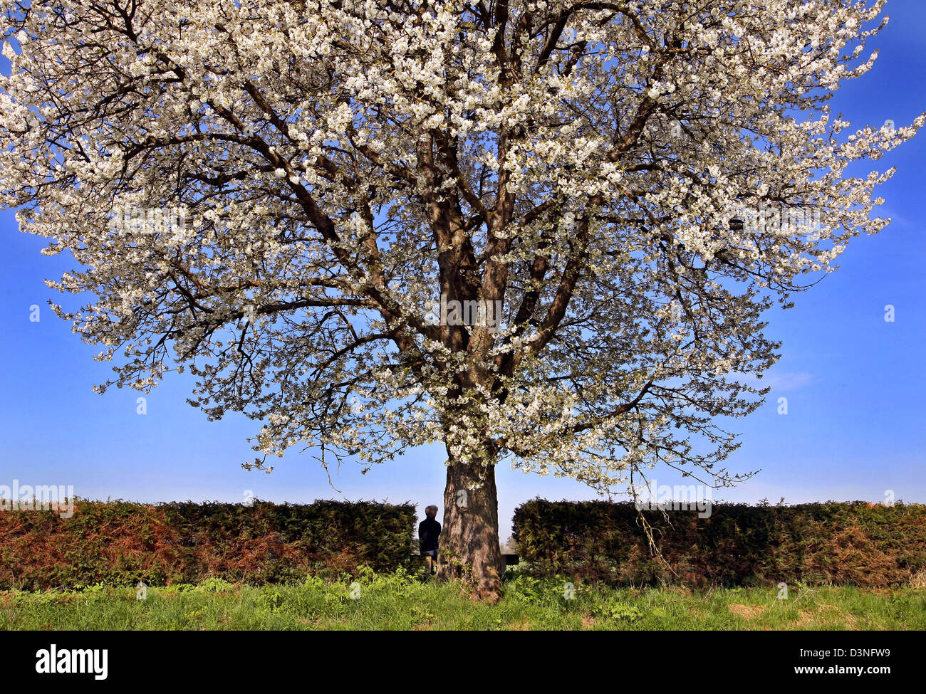 Una donna prende un riposo sotto un selvaggio fiore ciliegio in Greifenberg, Germania, giovedì 4 maggio 2006. Alta 'paul' porta il sole e temperature fino a 25 gradi Celsius in Baviera. Il fine settimana le temperature di andare giù un po'. Foto: Karl-Josef Hildenbrand Foto Stock