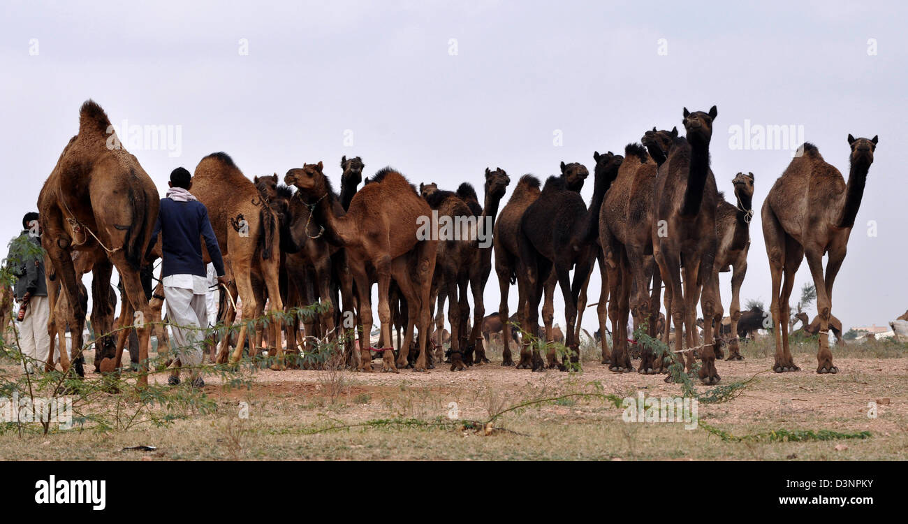 Una mandria di cammelli durante la fiera del bestiame nella parte occidentale della città indiana di Nagaur, in Rajasthan. Foto Stock