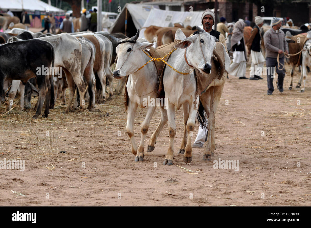 Un fornitore con torelli durante la fiera del bestiame nella parte occidentale della città indiana di Nagaur, in Rajasthan Foto Stock