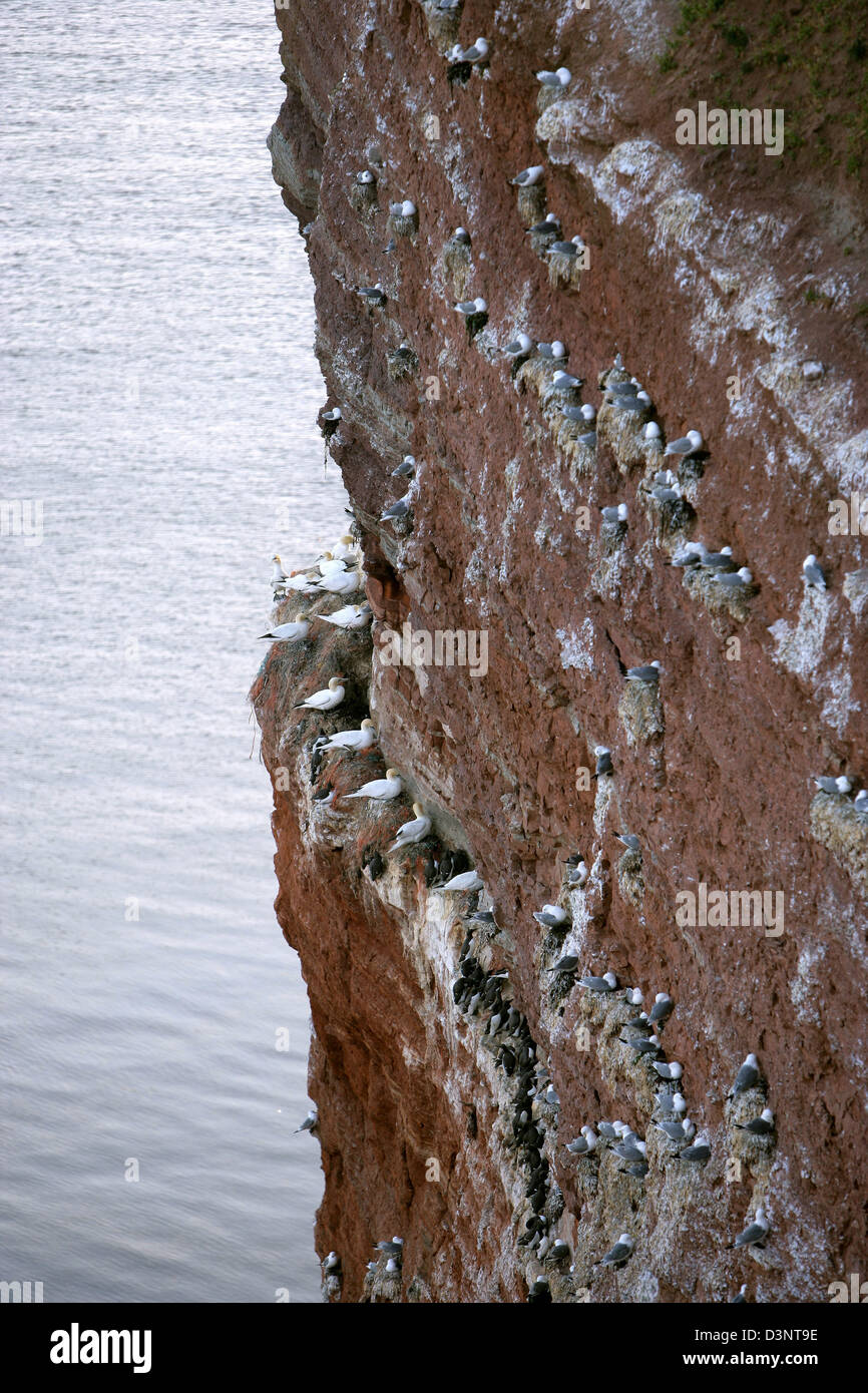 Guillemots, gabbiani, settentrionale sule e per altre specie di uccelli nidificano nella riserva naturale "Lummenfelsen' (guillemot rock) sul piccolo arcipelago Helgoland, Germania, 10 giugno 2006. Un ex danesi e britannici possesso, le isole (popolazione 1.650) sono situati nell'isola di Helgoland ansa o Bight tedesco nell'angolo sud-ovest del Mare del Nord. Essi sono circa due ore di barca a vela tim Foto Stock