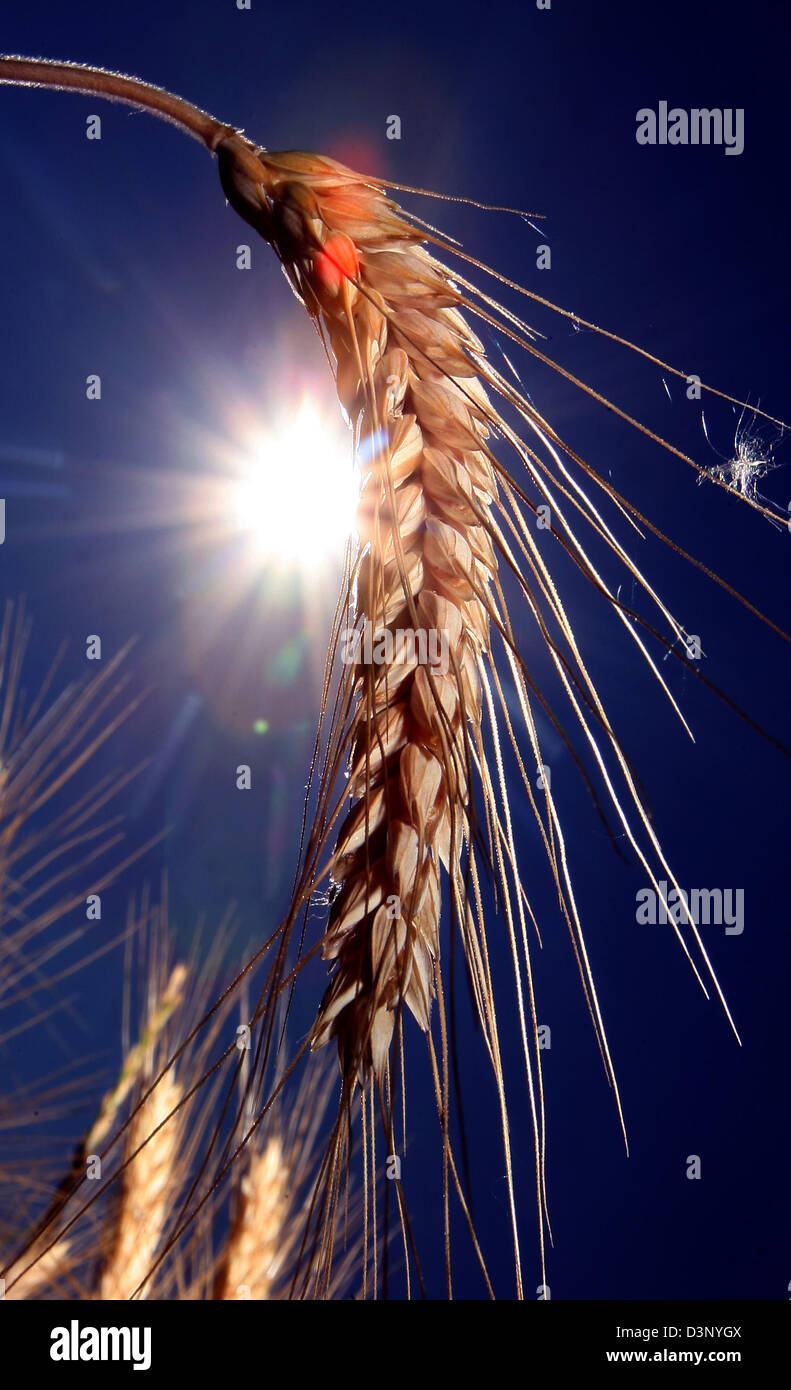 Il sole splende su un picco di frumento ad Augsburg, in Germania, giovedì 20 luglio 2006. A causa del calore continua il tedesco del sindacato nazionale degli agricoltori (Deutscher Bauernverband) ha messo in guardia i crediti pecuniari pregiudizio derivante dalla riduzione del raccolto di grano. Foto: Karl-Josef Hildenbrand Foto Stock