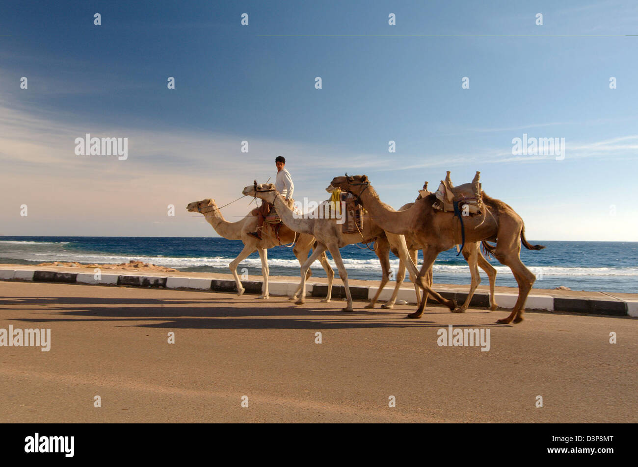 Cammello Dromedario o cammello arabo (Camelus dromedarius), Dahab, Egitto, Africa Foto Stock