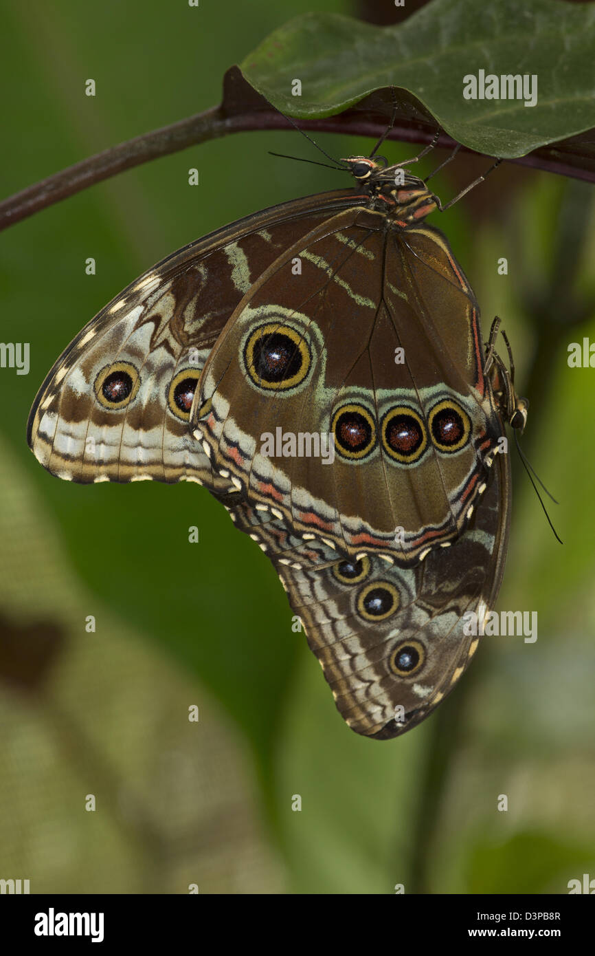 Blue morfo (Morpho peleides) , la foresta pluviale tropicale, Costa Rica , coniugata coppia sequenza(5D23) Foto Stock