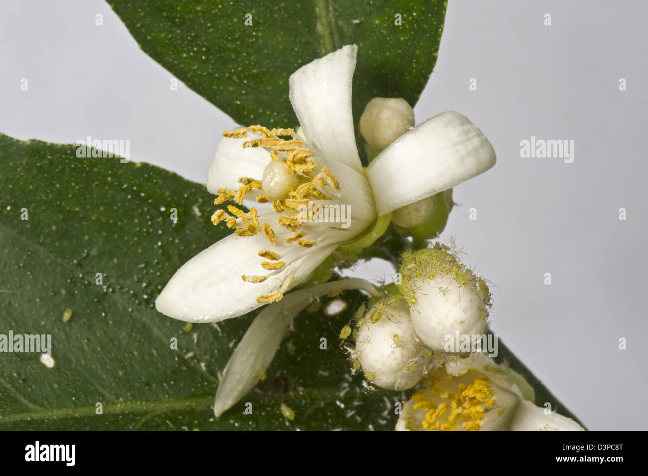 Chiazzato arum afidi, Aulacorthum circumflexum, infestazione e melata sul conservatorio limone boccioli di fiori Foto Stock