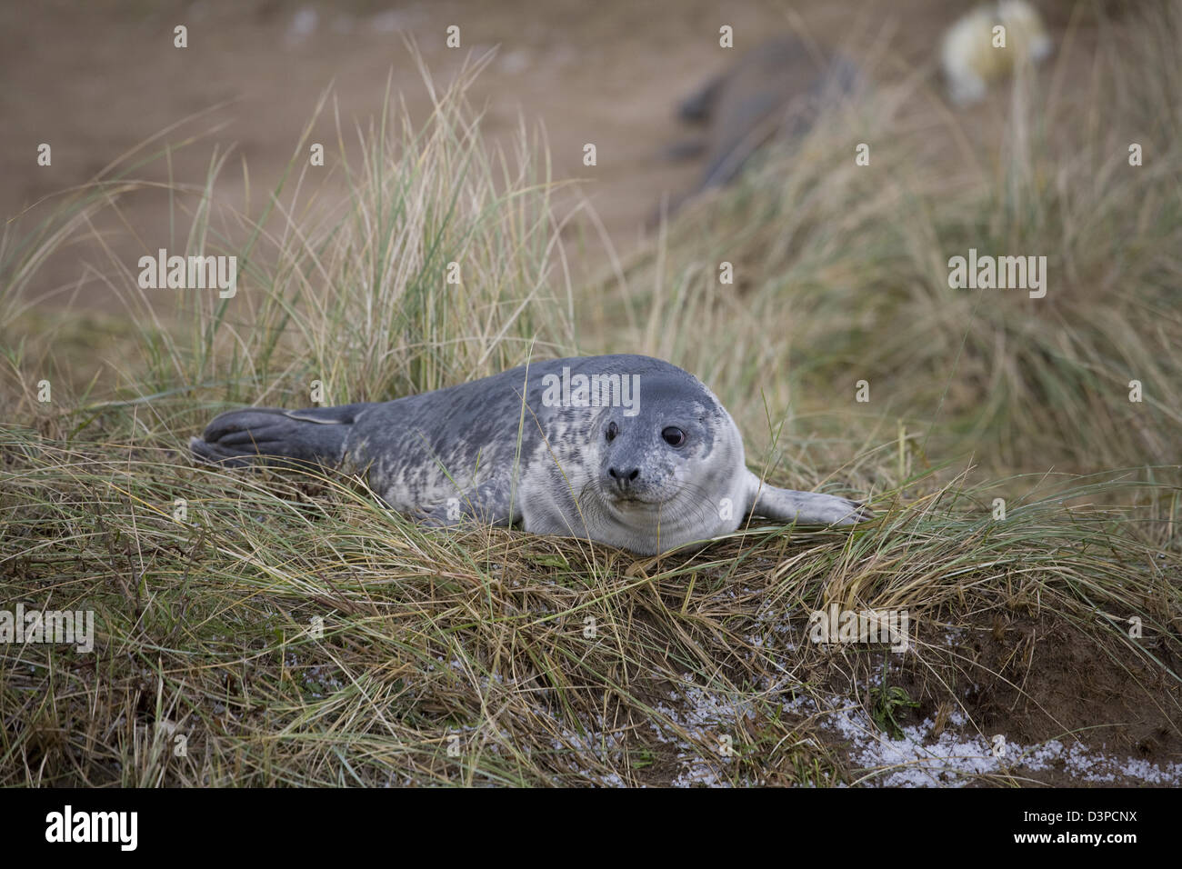Guarnizioni a Donna Nook Lincolnshire Foto Stock