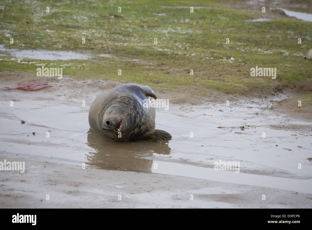 Guarnizioni a Donna Nook Lincolnshire Foto Stock