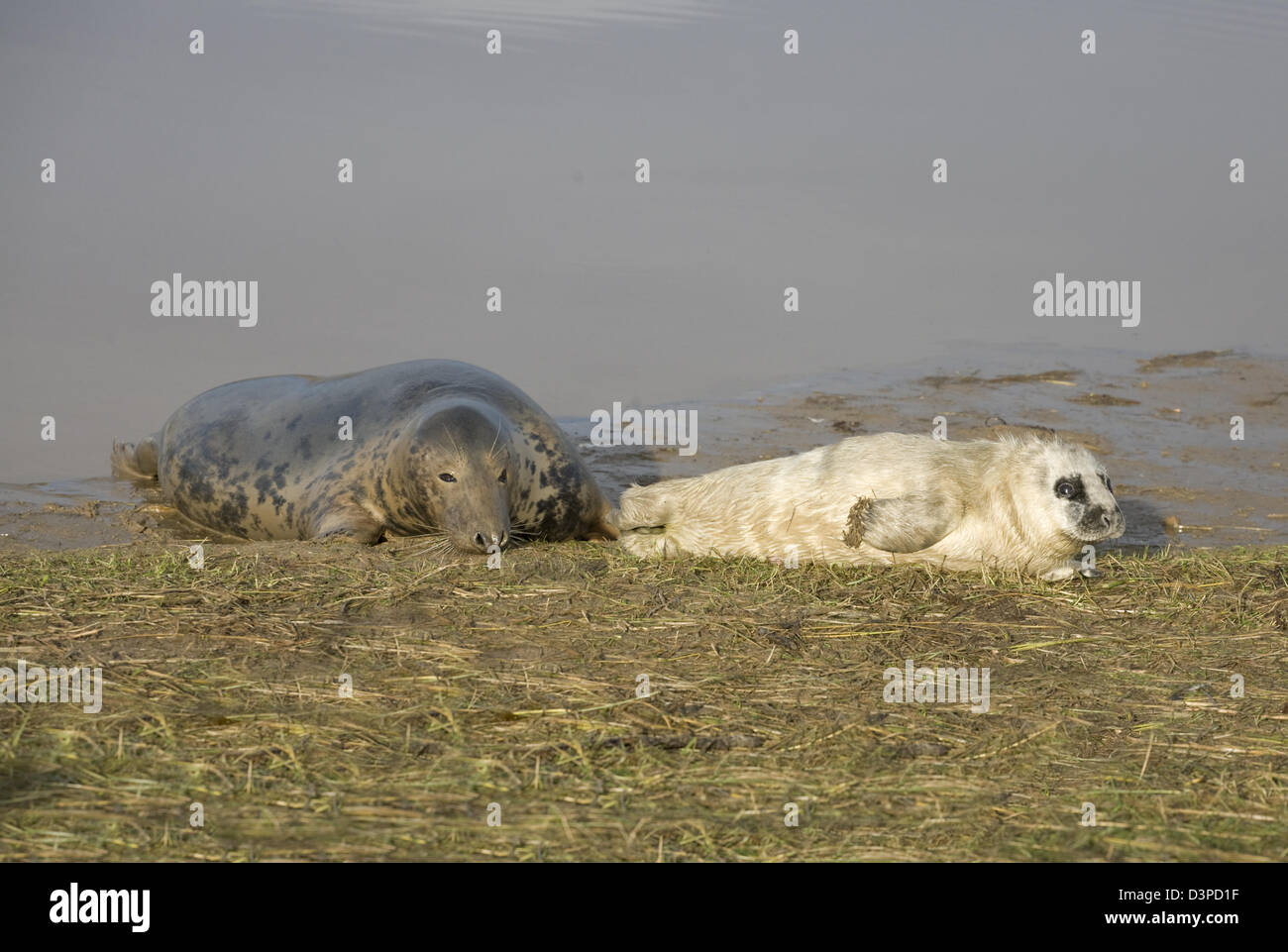 Guarnizioni a Donna Nook Lincolnshire Foto Stock