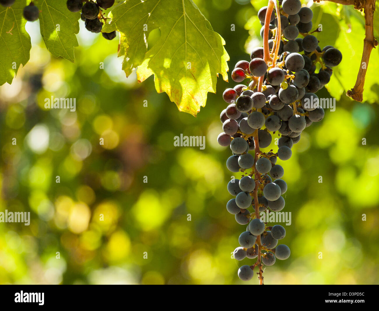 Le uve rosse pronte per essere raccolte in un vigneto. Foto Stock