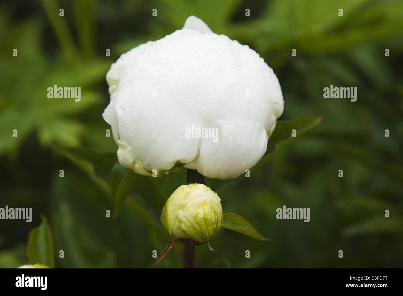 Close up white Peonia fiore. Foto Stock