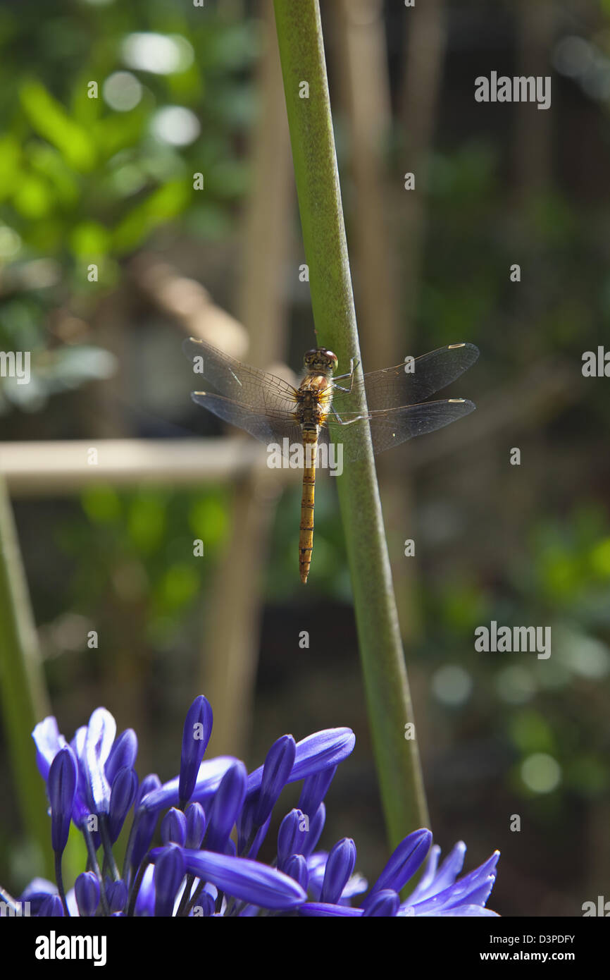 Libellula su Agapanthus. Foto Stock