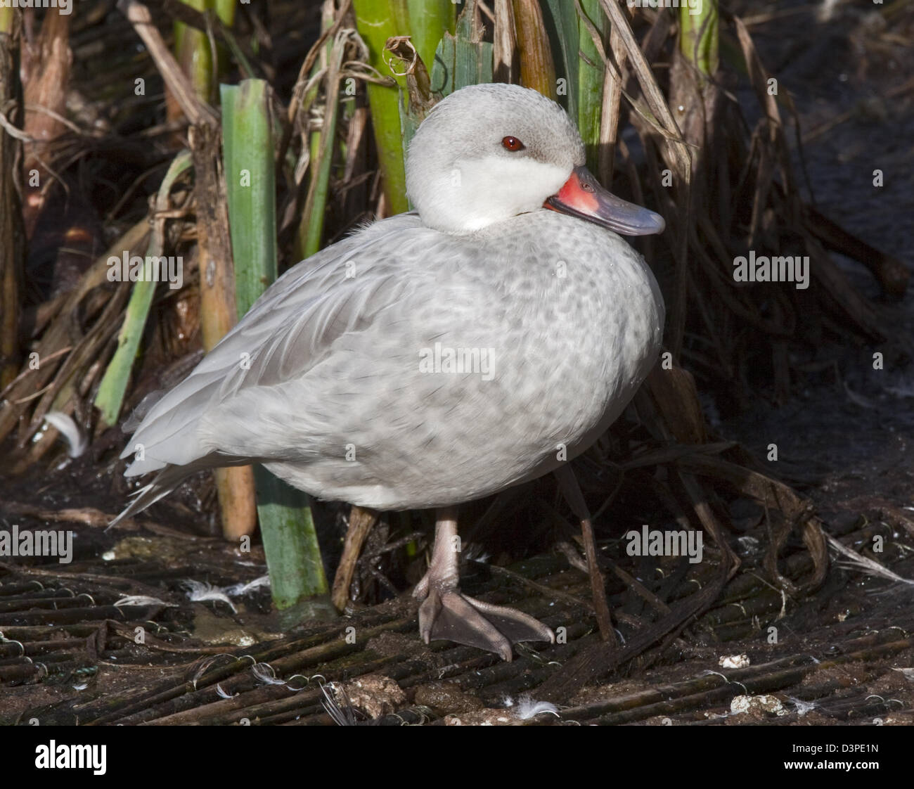 White Cheeked Pintail duck (Anas Bahamensis), noto anche come il Bahama Pintail - variante bianca Foto Stock