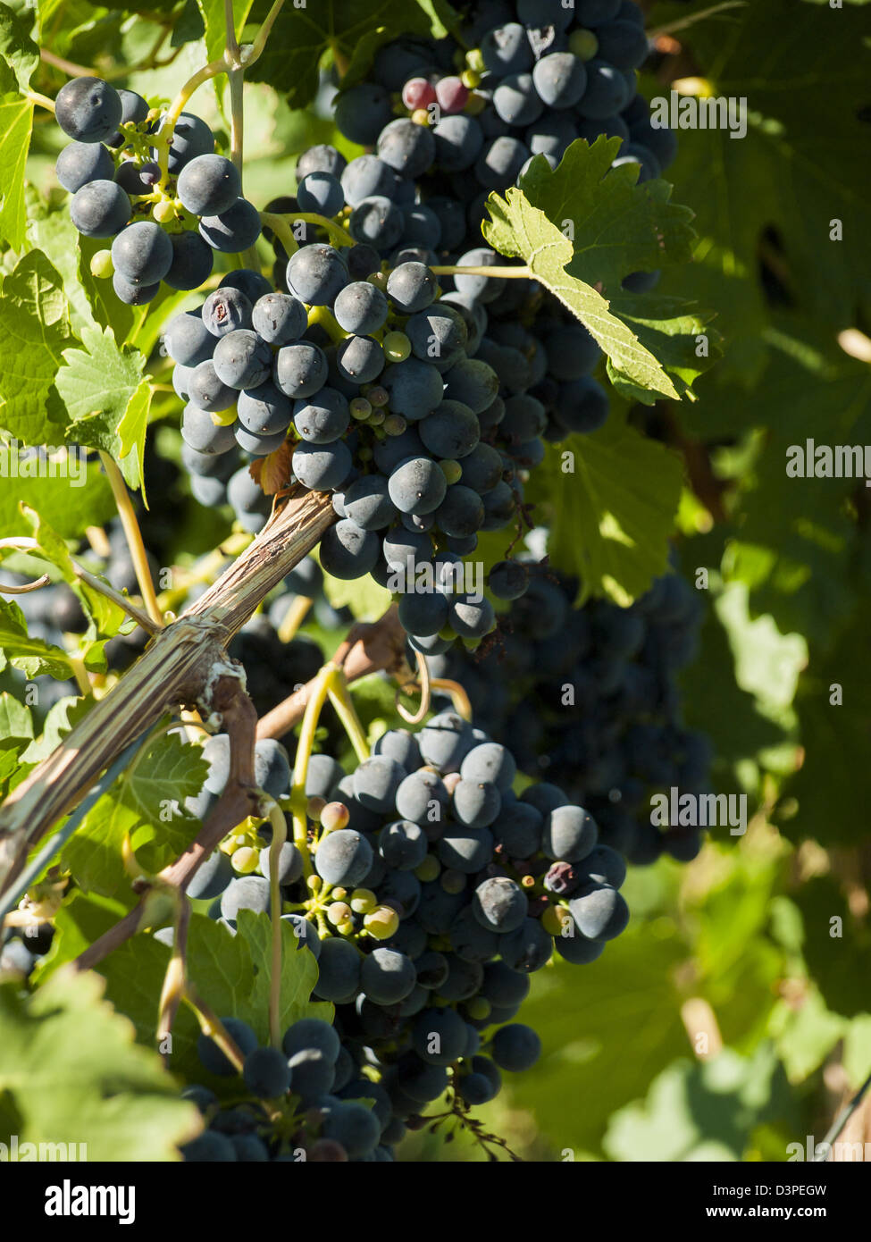 Le uve rosse pronte per essere raccolte. Foto Stock