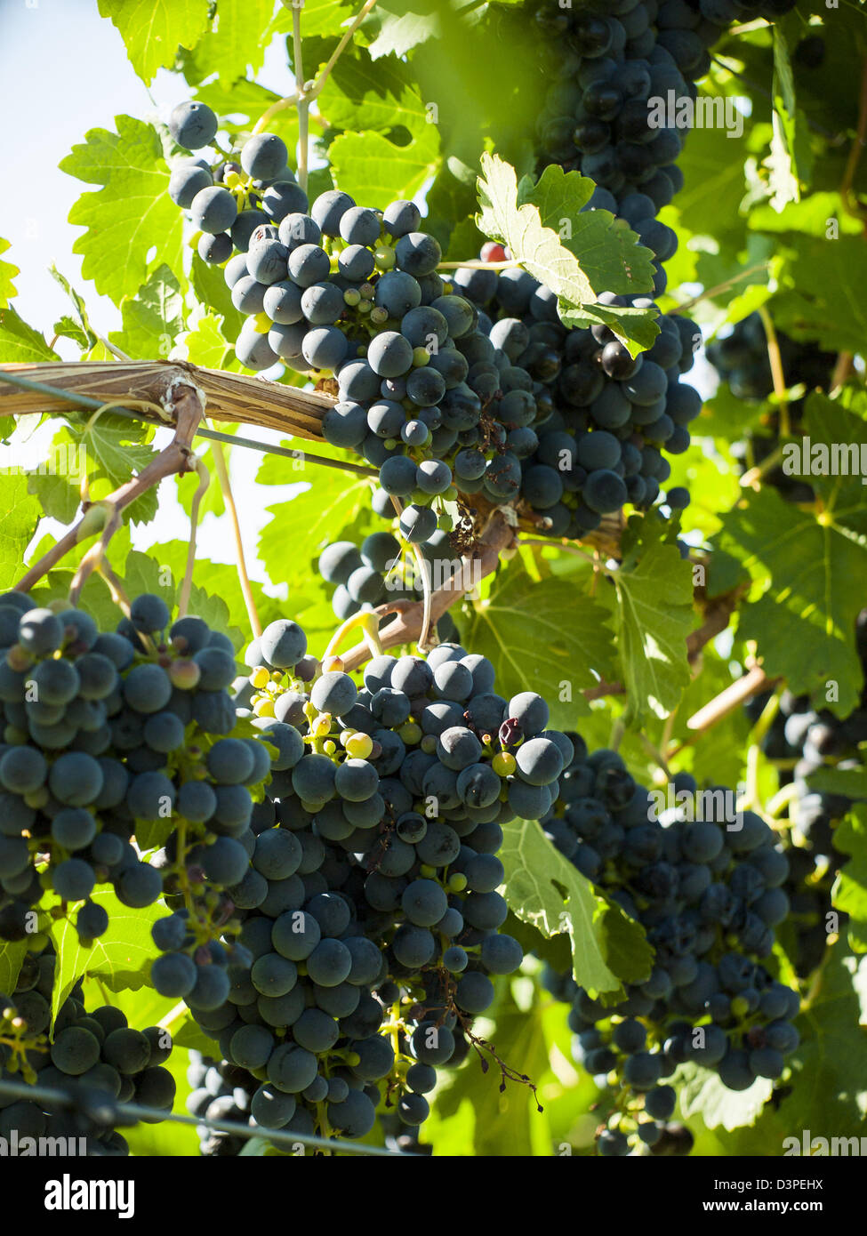 Le uve rosse pronte per essere raccolte. Foto Stock