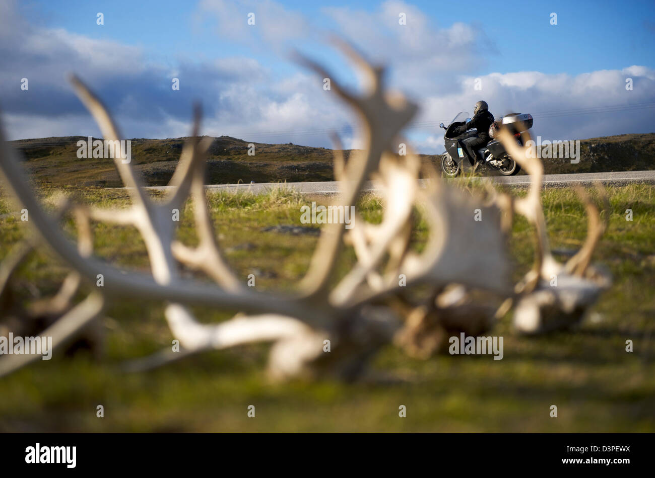 La renna palchi in capo nord in Norvegia Foto Stock