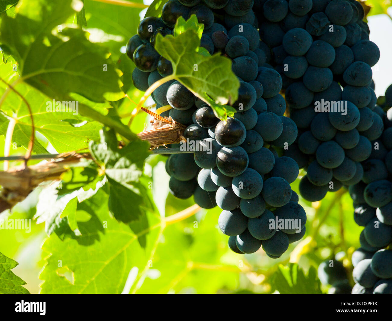 Le uve rosse pronte per essere raccolte. Foto Stock