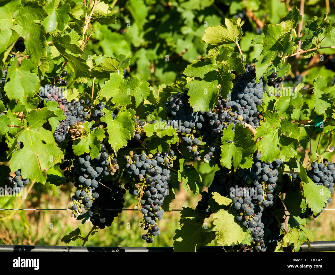 Le uve rosse pronte per essere raccolte. Foto Stock