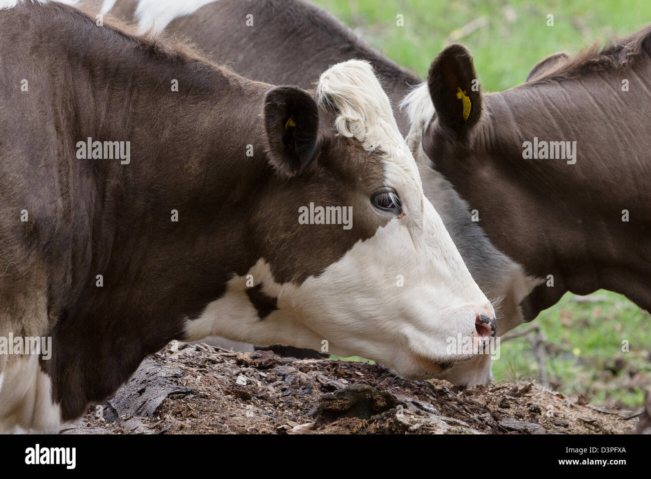 Carni bovine il pascolo di bestiame del Regno Unito Scozia.(scozzese bovini shorthorn) Foto Stock