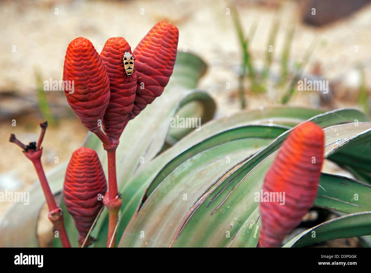 Welwitschia bug (Odontopus sexpunctatus) su Welwitschia mirabilis, pianta femmina e coni, Khorixas, Namibia, Sud Africa Foto Stock