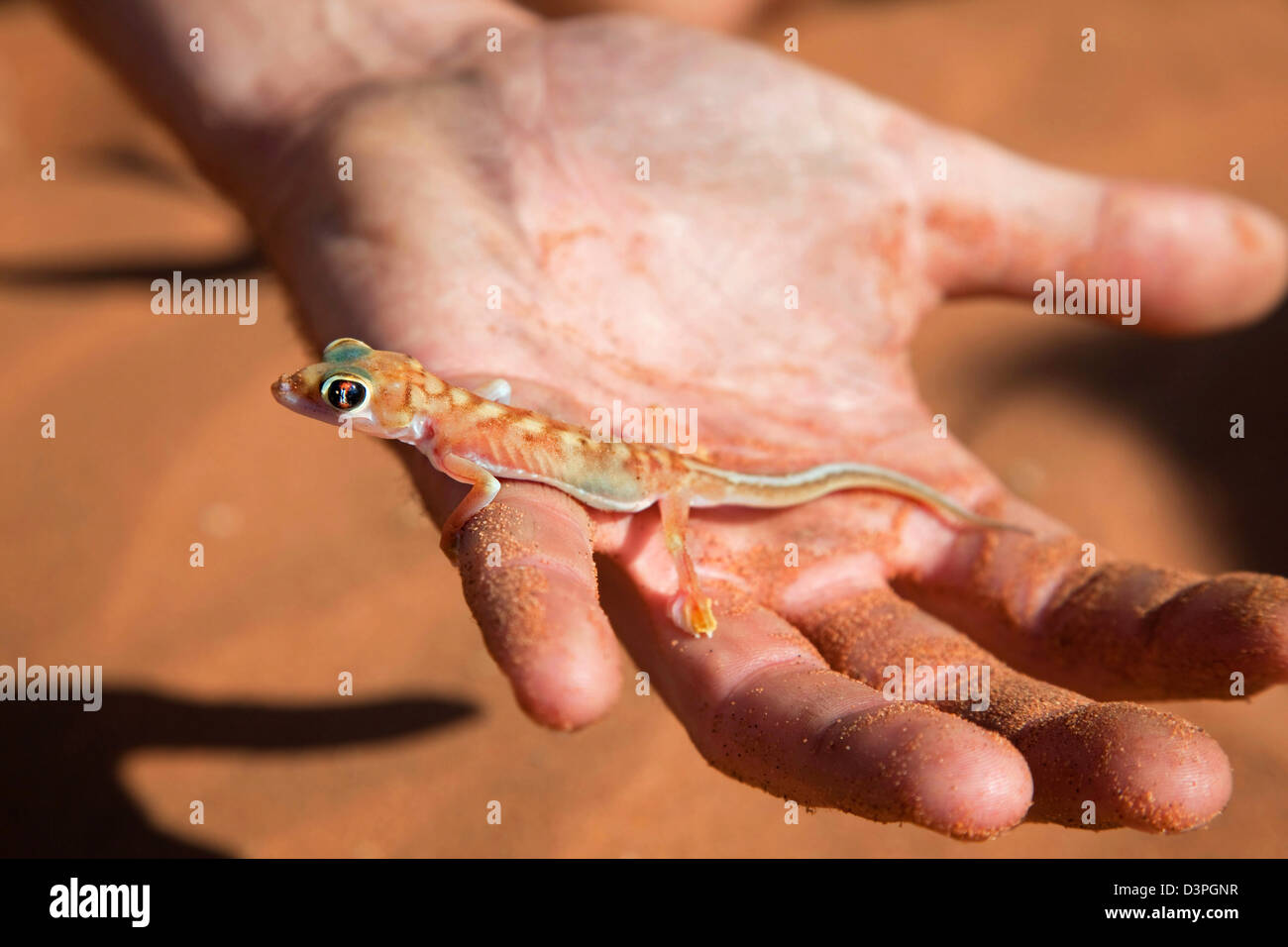 Namib sand gecko / web-footed gecko (blocchi rangei Pachydactylus) tenuto in mano nel deserto del Namib, Sossusvlei, Namibia, Sud Africa Foto Stock