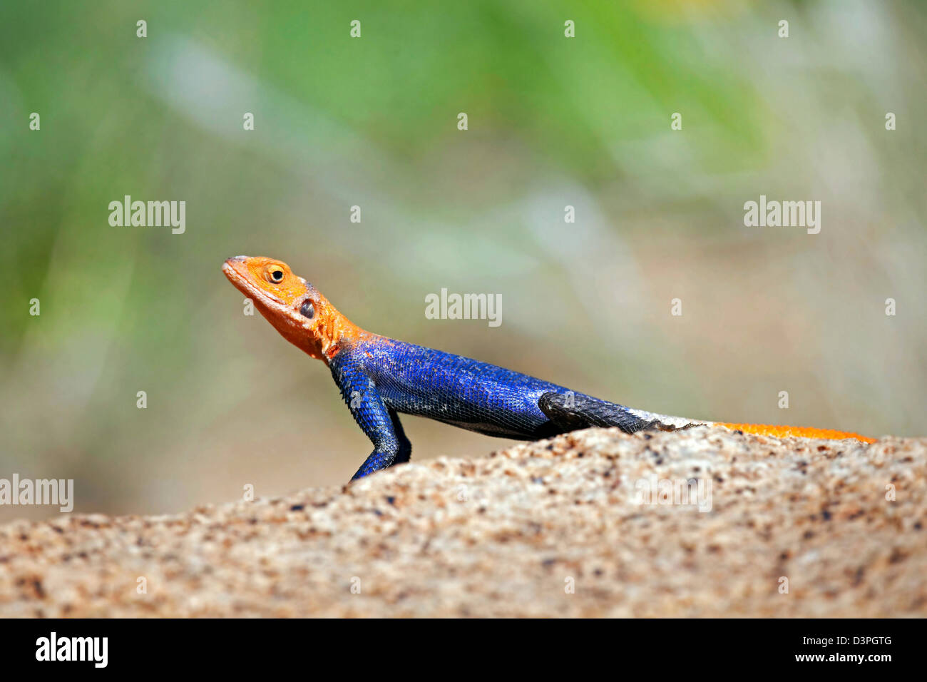 African maschio rock namibiano AGAMA SA (AGAMA SA planiceps) prendere il sole sulla roccia a monte Brandberg, Damaraland, Namibia, Sud Africa Foto Stock