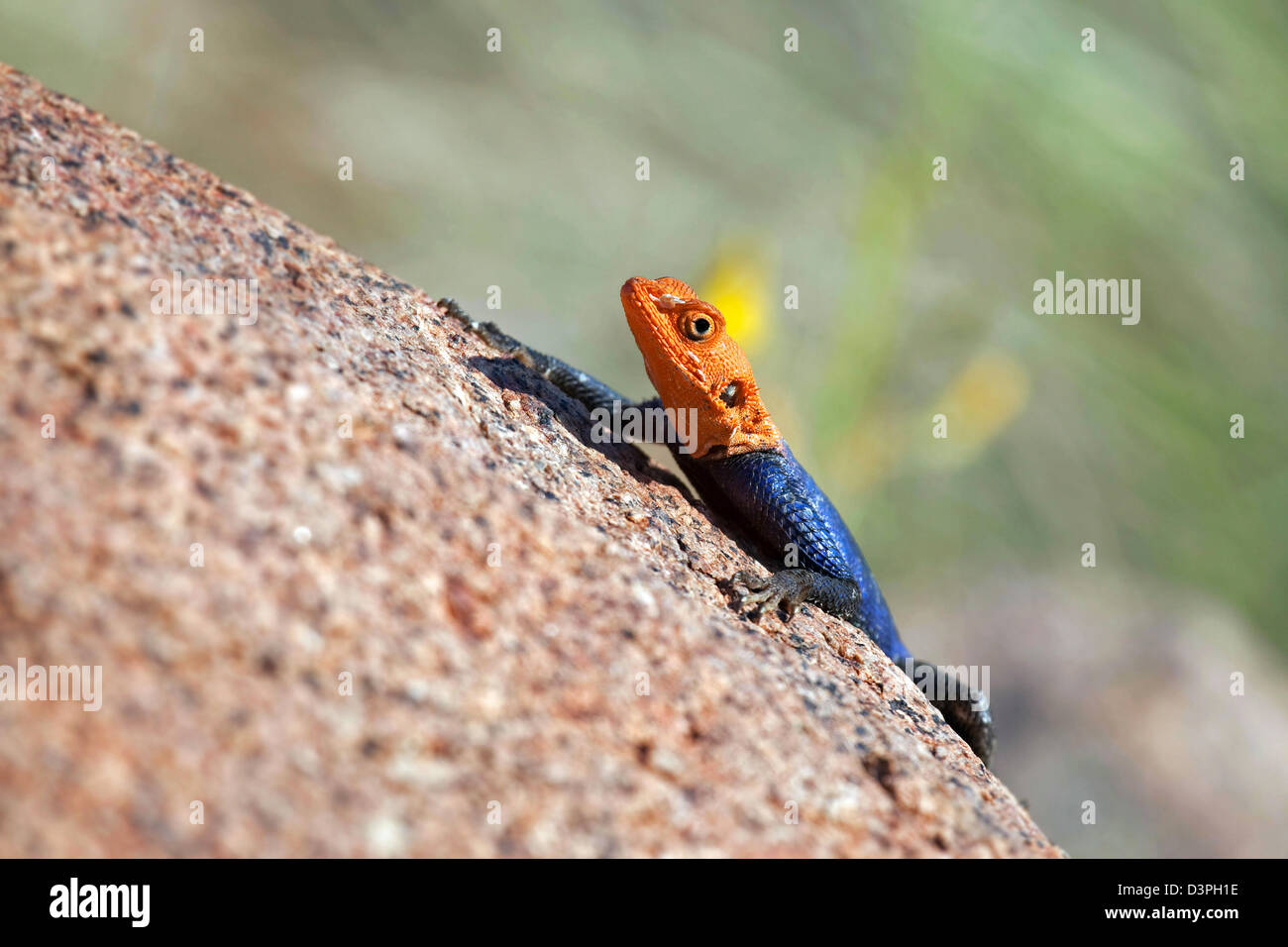 African maschio rock namibiano AGAMA SA (AGAMA SA planiceps) prendere il sole sulla roccia a monte Brandberg, Damaraland, Namibia, Sud Africa Foto Stock