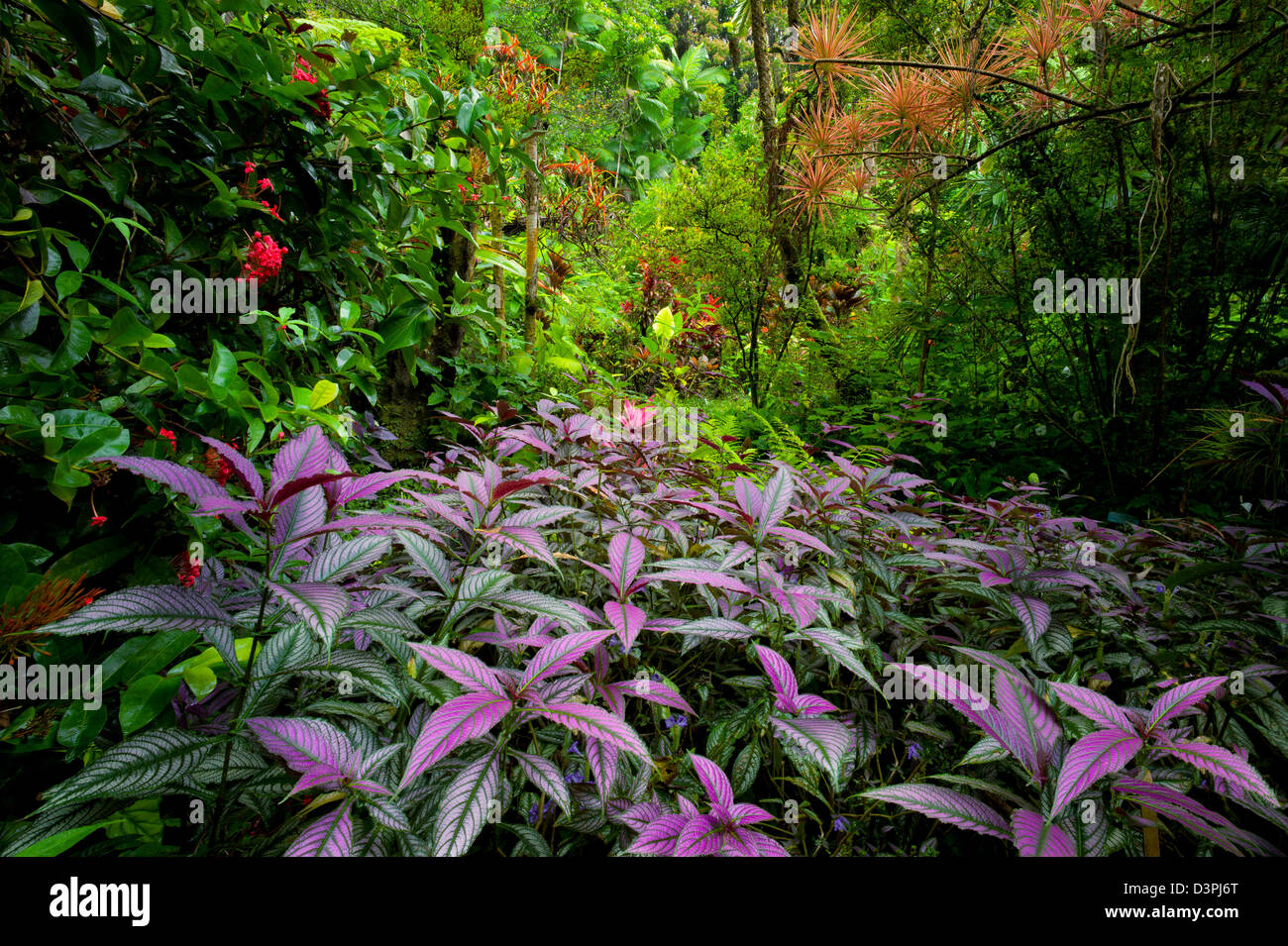 Viola persiano impianto di protezione in primo piano e la foresta pluviale. Hawaii Tropical Botanical Gardens. Hawaii, la Big Island. Foto Stock