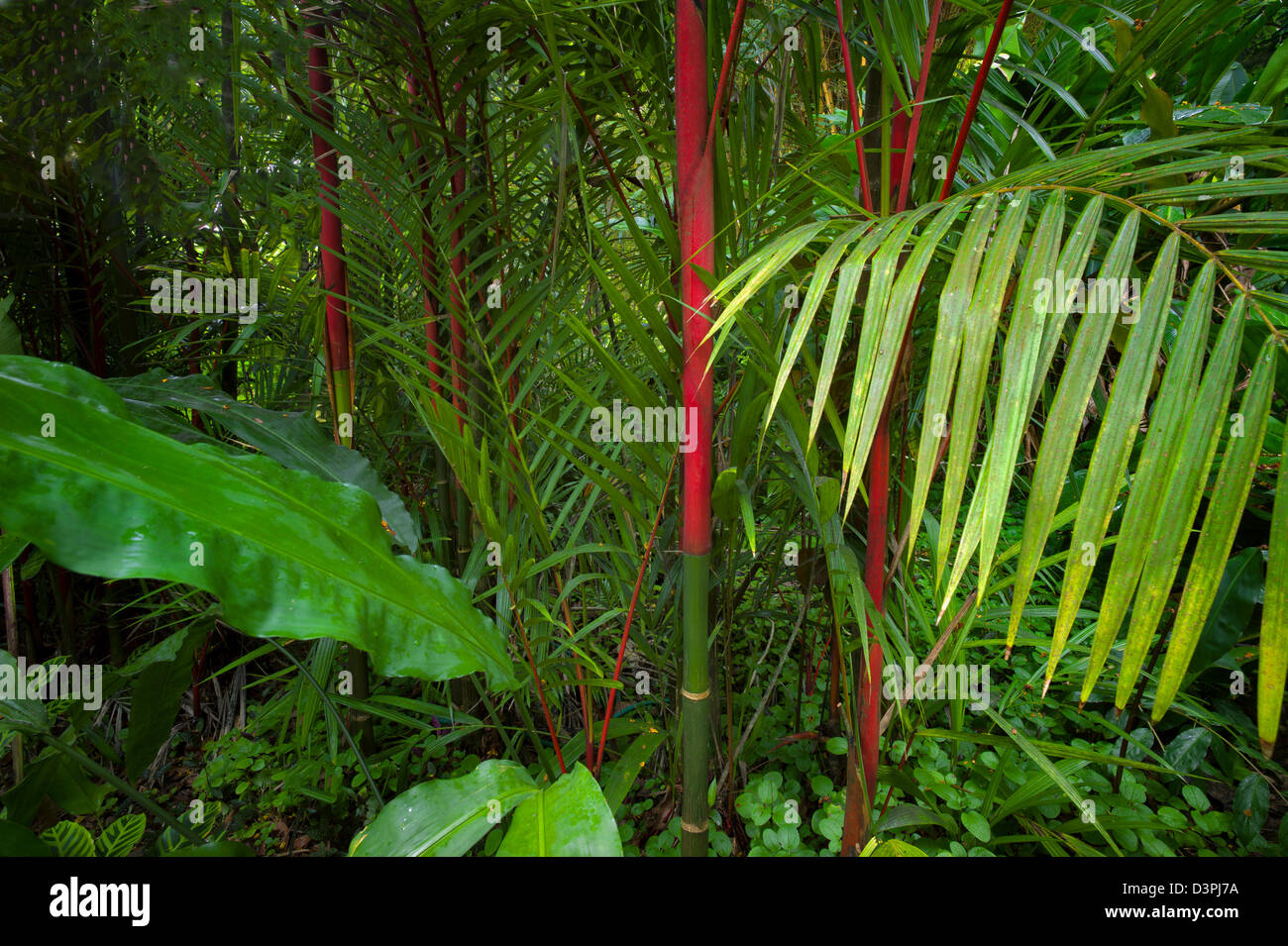 Le linee rosse di ceralacca Palm. Hawaii Tropical Botanical Gardens. Hawaii, la Big Island. Foto Stock
