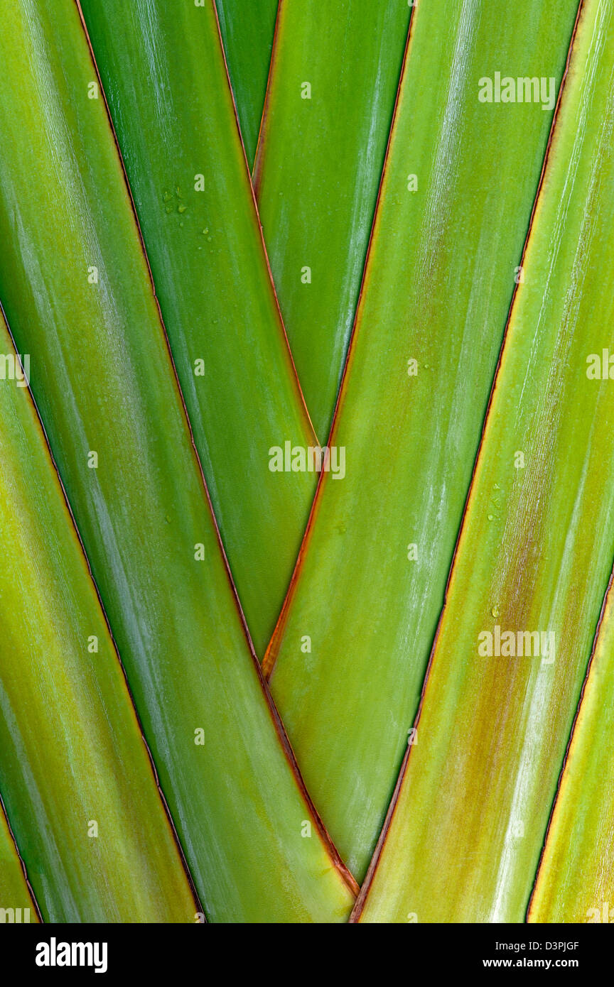 Close up di viaggiatori Palm. Hawaii, la Big Island. Foto Stock