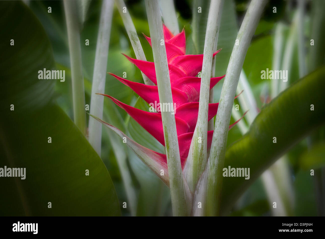 Heliconia fiore. La Big Island delle Hawaii. Foto Stock