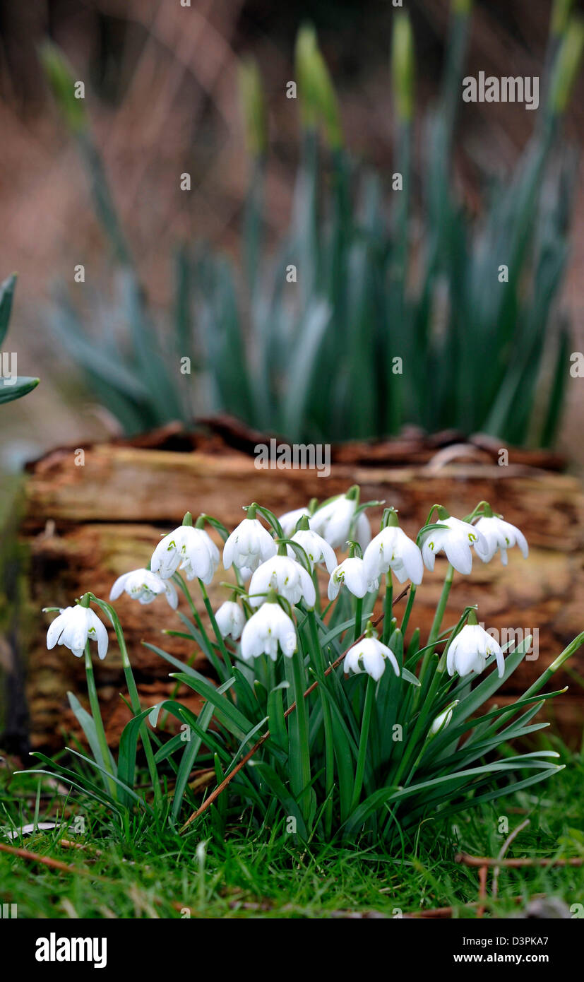 Snowdrops mark primi segni di primavera di solito ma qualcuno dovrebbe dire al meteo come feeze continua e più neve vera è previsione20/02/2013 Foto Stock