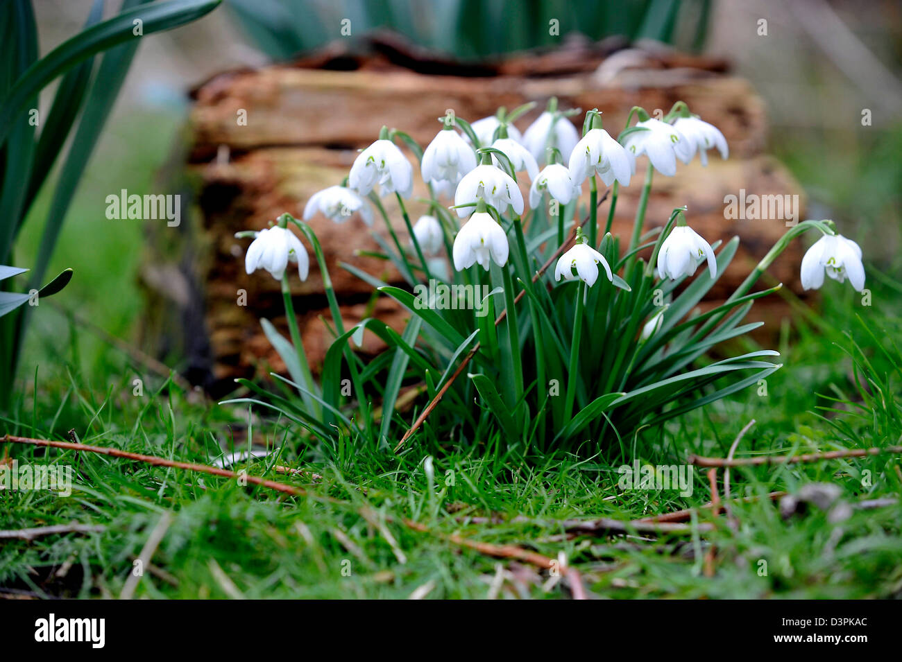 Snowdrops mark primi segni di primavera di solito ma qualcuno dovrebbe dire al meteo come feeze continua e più neve vera è previsione20/02/2013 Foto Stock