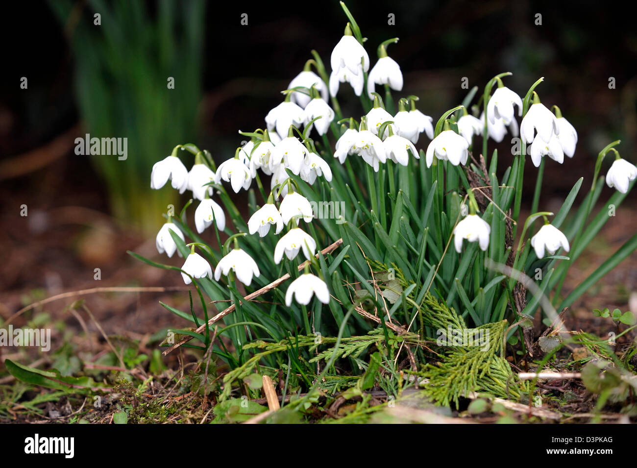 Snowdrops mark primi segni di primavera di solito ma qualcuno dovrebbe dire al meteo come feeze continua e più neve vera è previsione20/02/2013 Foto Stock
