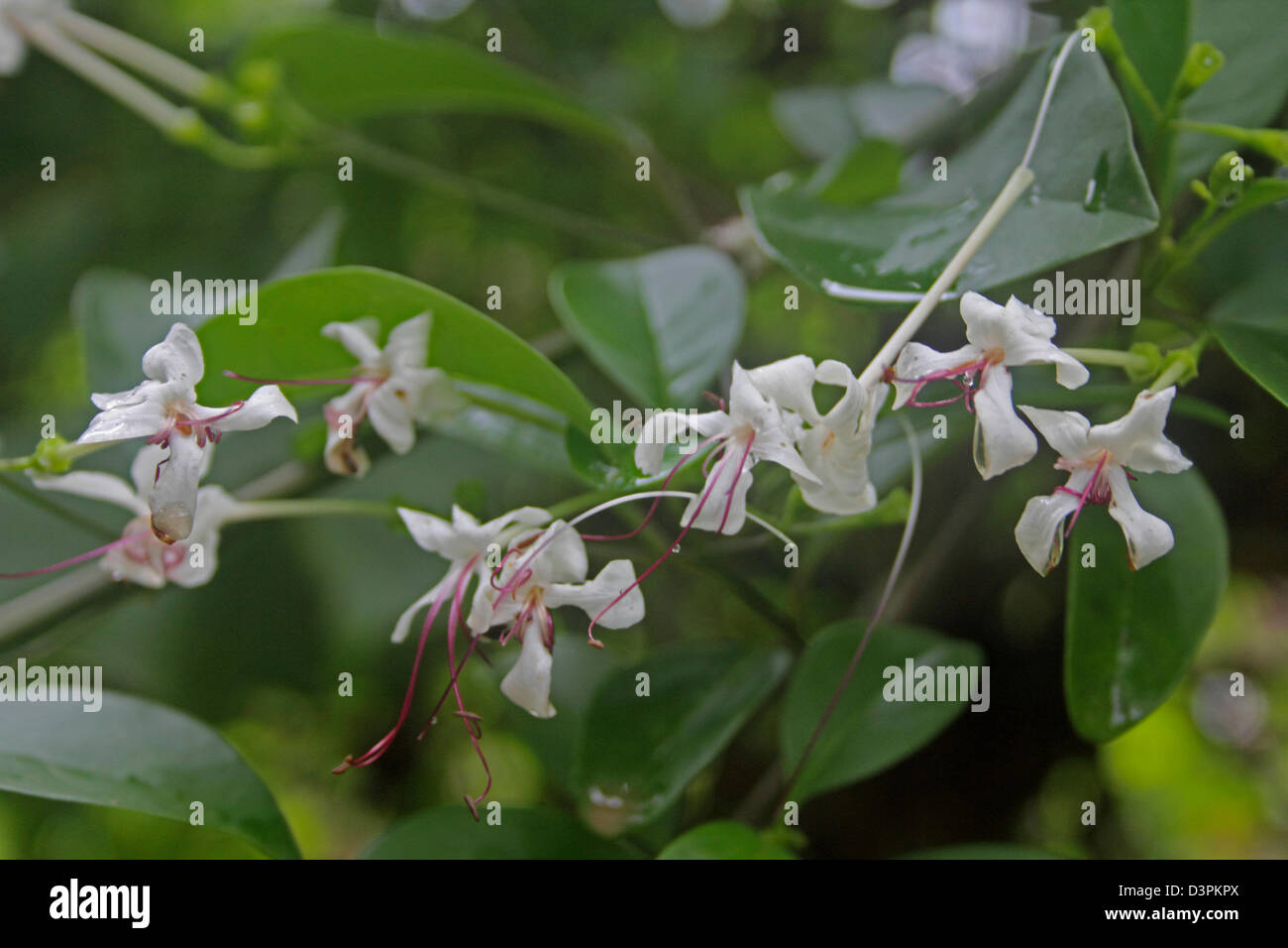 Gloria Bower, ligustro indiano, Seaside clerodendrum selvagge di gelsomino, Clerodendrum inerme Foto Stock