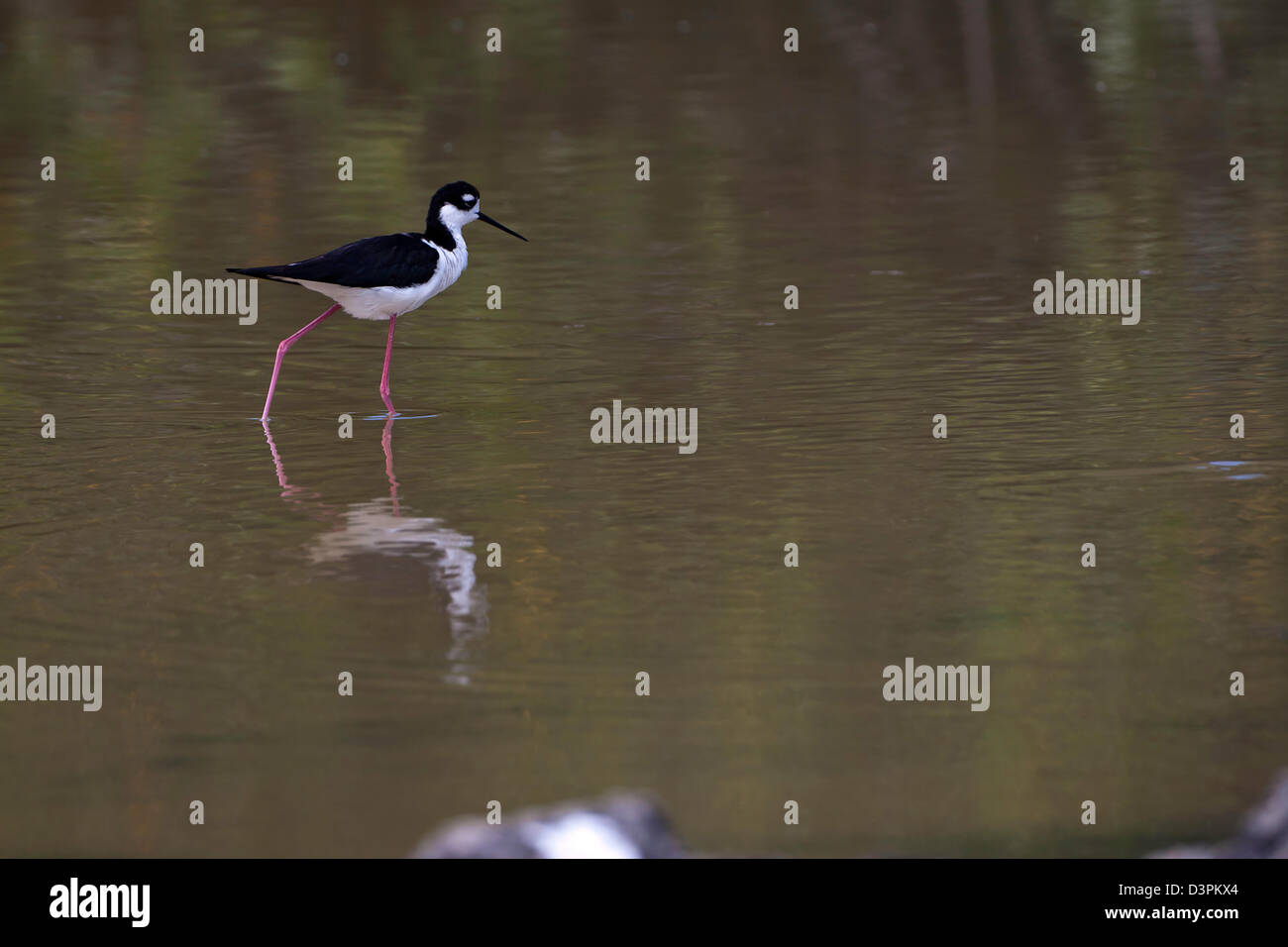 Collo Nero Stilt, Himantopus himantopus, Isola di Santa Cruz, Galapagos, Ecuador. Foto Stock