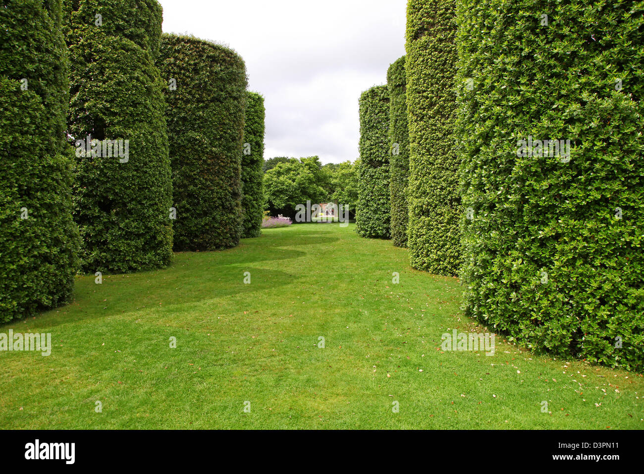 Ilex Avenue, composta da sette coppie di lecci a forma di cilindri, Arley Hall Gardens, Cheshire, Inghilterra, Regno Unito Foto Stock