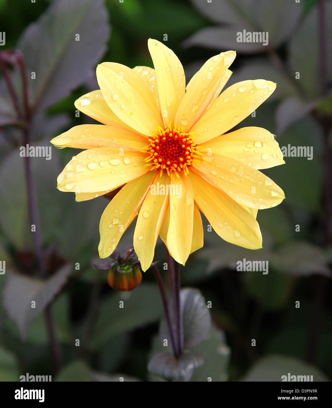 Testa di fiori di un color albicocca Dahlia Foto Stock
