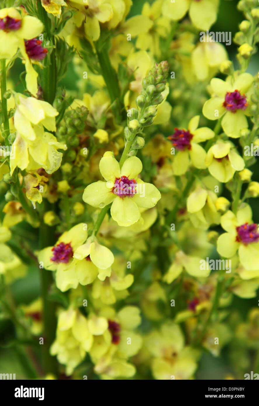 I fiori gialli con i centri di colore viola di Molène nigrum (Mullein scuro) Foto Stock