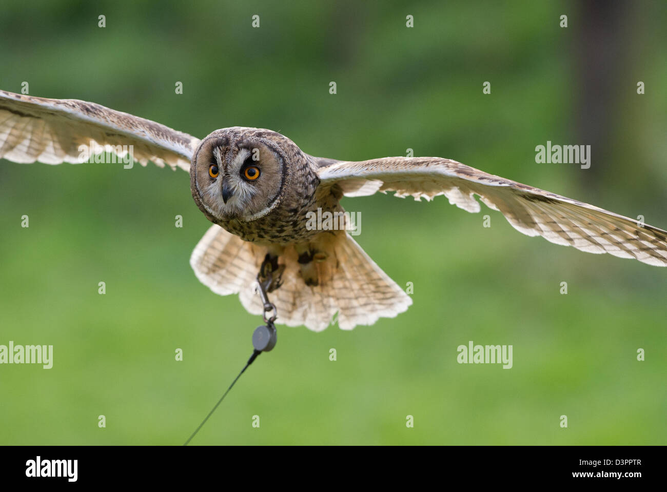 Gufo comune (Asio otus) battenti Foto Stock