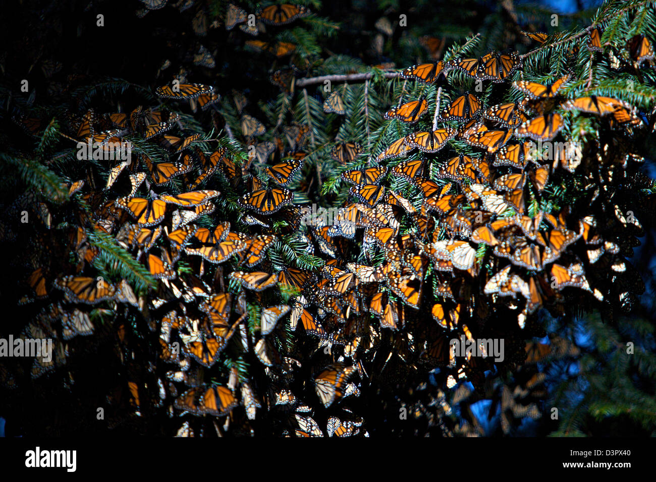 Farfalle monarca la messa presso la Riserva della biosfera delle farfalle monarca in El Rosario Central messicano Michoacan Stato. Ogni anno centinaia di milioni di farfalle monarca la migrazione di massa da parte degli Stati Uniti e del Canada per Oyamel foreste di abete nelle Highlands vulcaniche del Messico centrale. North American sovrani sono il solo farfalle che rendono tale una massiccia viaggio-fino a 3.000 miglia (4,828 chilometri). Foto Stock