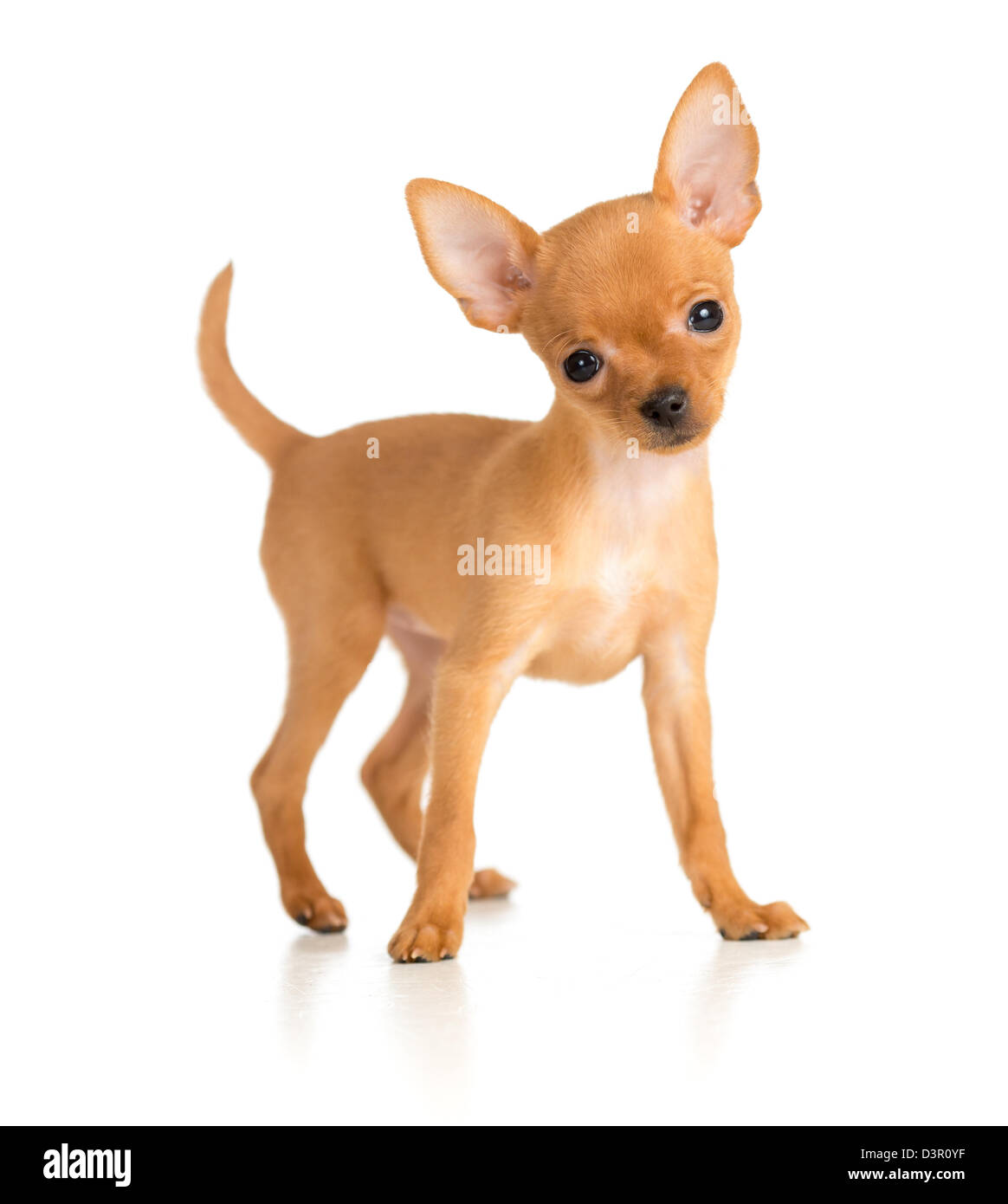 bel cucciolo Foto Stock