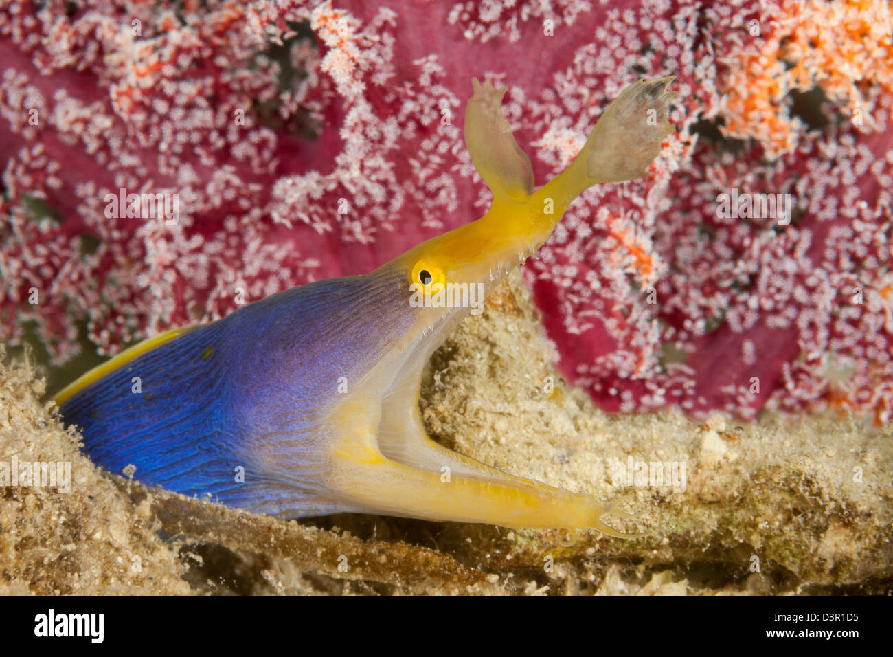 Un nastro blu anguilla, Rhinomuraena quaesita, Fiji. Foto Stock