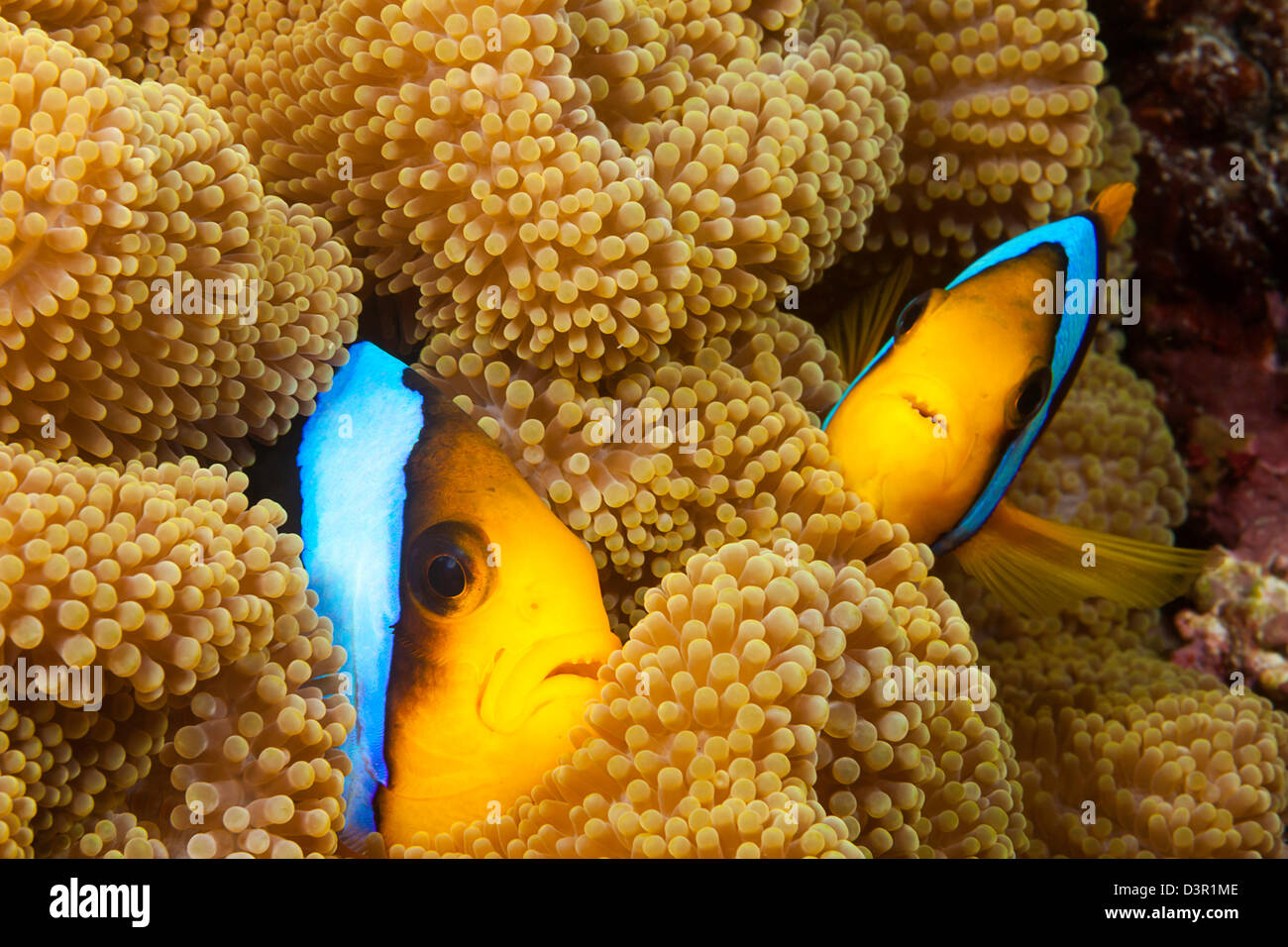 Questi due arancio-pinna, anemonefish Amphiprion chrysopterus, sono raffigurati come nascondere nei loro ospiti anemone, Fiji. Foto Stock
