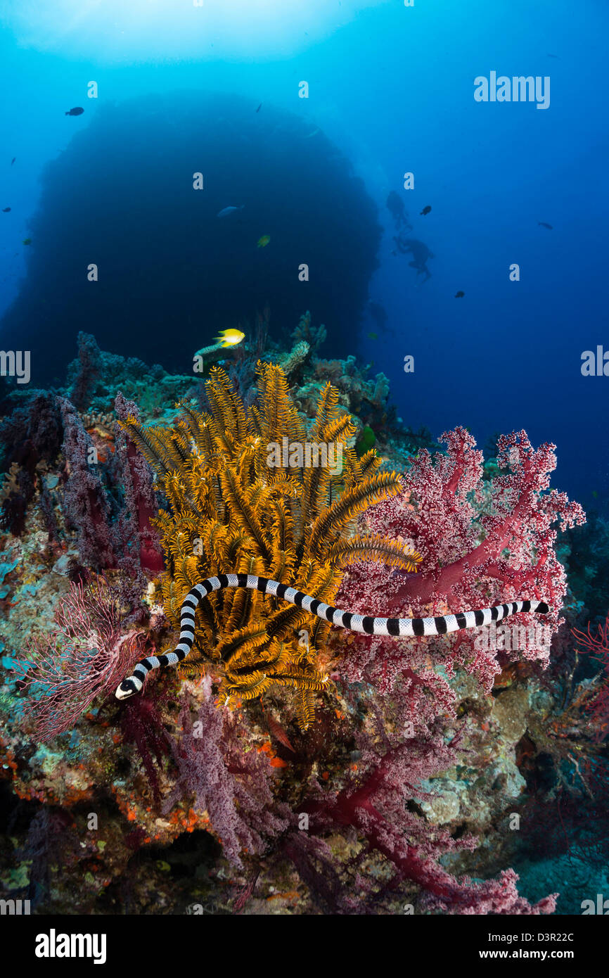 Il mare a bande Krait o giallo-mare a labbro Krait, Laticauda colubrina, è un comune di mare venoumous serpente trovato nelle isole Figi. Foto Stock