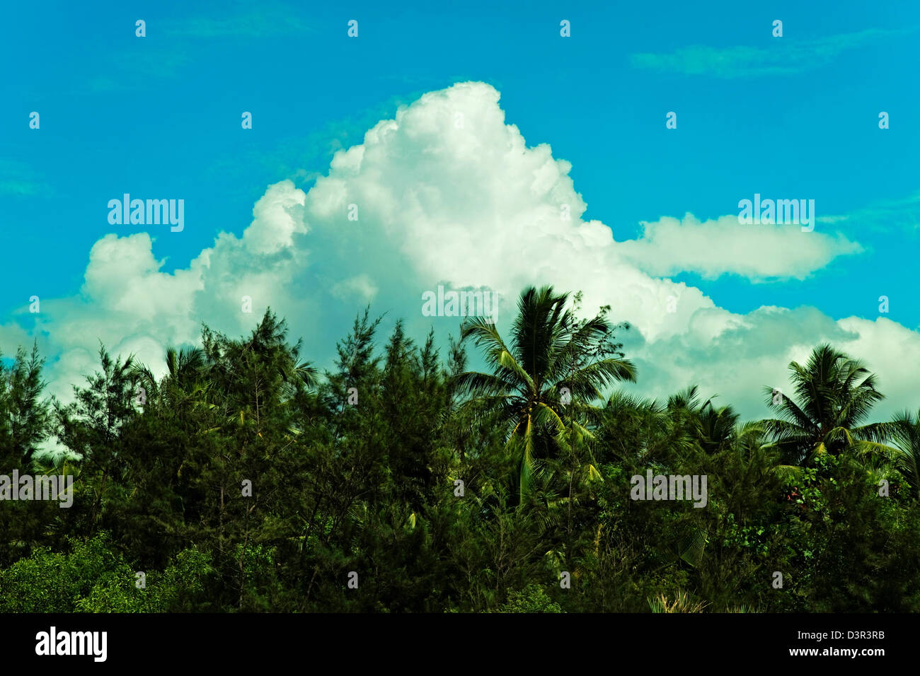 La foresta tropicale con alberi di palma contro il cielo nuvoloso Foto Stock